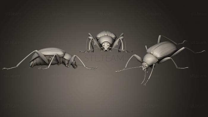 3D model Insect beetles 142 (STL)
